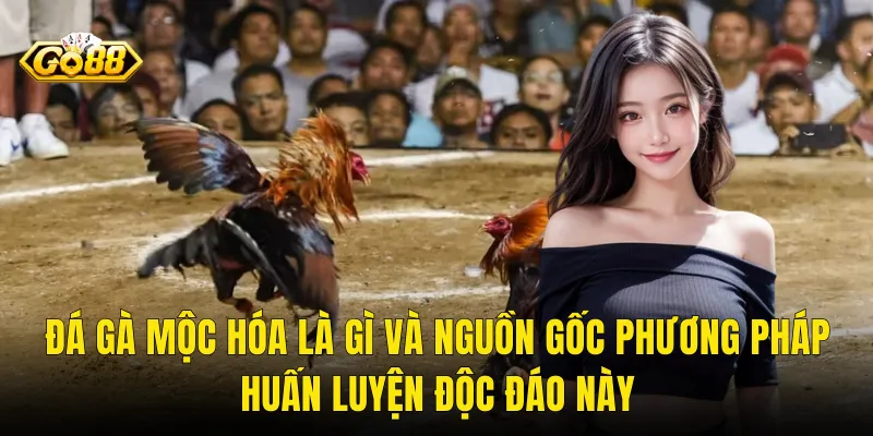Đá Gà Mộc Hóa Là Gì Và Nguồn Gốc Phương Pháp Huấn Luyện Độc Đáo Này