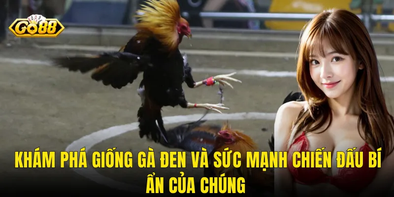 Khám Phá Giống Gà Đen Và Sức Mạnh Chiến Đấu Bí Ẩn Của Chúng
