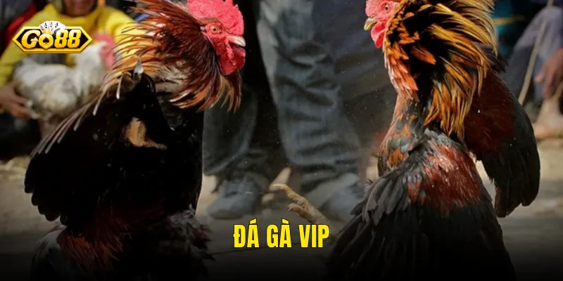 Đá Gà VIP