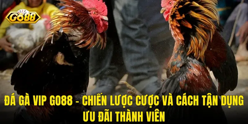 Đá Gà VIP Go88 – Đấu Trường Thượng Lưu Dành Cho Những Tay Cược Đẳng Cấp 3 Đá Gà VIP Go88 – Chiến Lược Cược Và Cách Tận Dụng Ưu Đãi Thành Viên