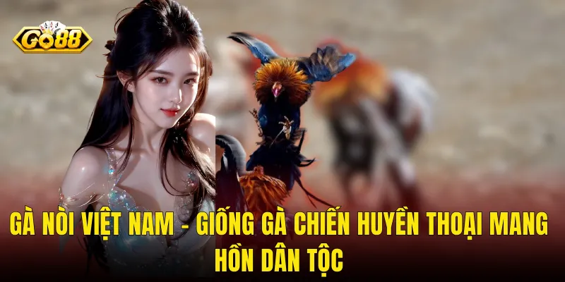 Gà Nòi Việt Nam – Giống Gà Chiến Huyền Thoại Mang Hồn Dân Tộc